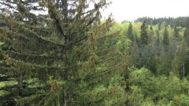 Ormandaki ladin. Karpat Dağları. Ağır çekim. Ukrayna. Havadan.