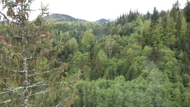 Abeto en el bosque. Montañas Cárpatas. En cámara lenta. Ucrania. Antena . — Vídeo de stock