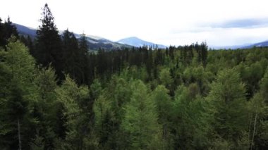 Karpat Dağları 'nın manzarası. Ağır çekim. Ukrayna. Havadan