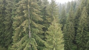 Ormandaki ladin. Karpat Dağları. Ağır çekim. Ukrayna. Havadan.