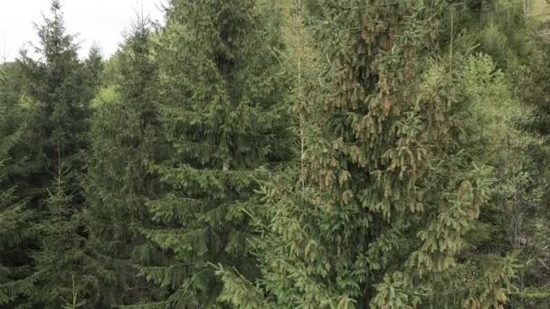 Épinette dans la forêt. Les montagnes des Carpates. Au ralenti. Ukraine. Aérien . — Video