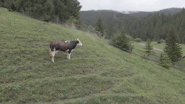 Dağlarda bir inek. Ağır çekim. Karpatlar. Ukrayna. Havadan. Gri, düz