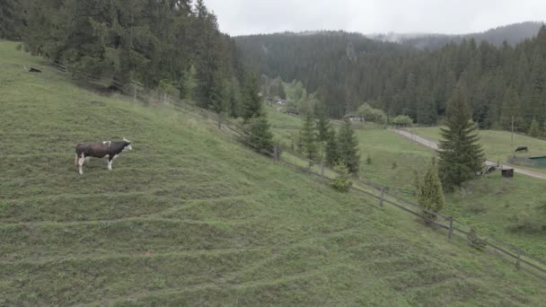 Une vache dans les montagnes. Au ralenti. Carpates. Ukraine. Aérien. Gris, plat 