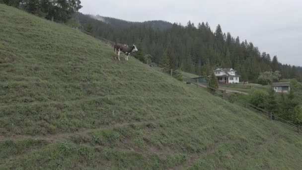 山の中の牛。スローモーション。カルパチア人。ウクライナだ。空中だ。グレー、フラット — ストック動画