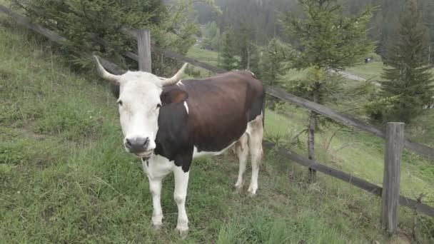 Krowa w górach. Zwolnij trochę. Karpaty. Ukraina. Z powietrza. Szary, płaski — Wideo stockowe