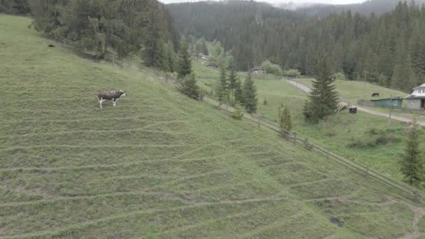 Une vache dans les montagnes. Au ralenti. Carpates. Ukraine. Aérien. Gris, plat 