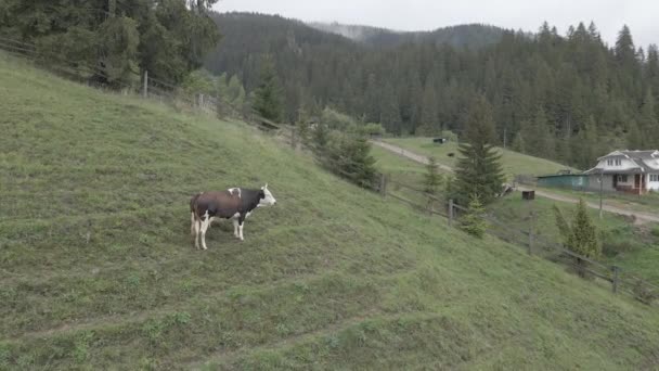 Una vaca en las montañas. En cámara lenta. Cárpatos. Ucrania. Aérea. Gris, plano — Vídeos de Stock