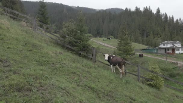 Корова в горах. Медленное движение. Карпаты. Украина. Воздушный. Серый, плоский — стоковое видео