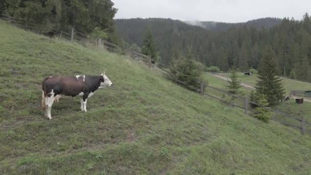 A cow in the mountains. Slow motion. Carpathians. Ukraine. Aerial. Gray, flat — Stock Video