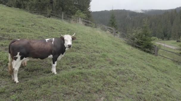 Una vaca en las montañas. En cámara lenta. Cárpatos. Ucrania. Aérea. Gris, plano — Vídeos de Stock