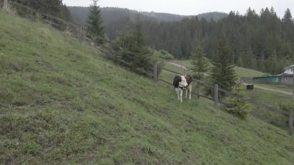 Une vache dans les montagnes. Au ralenti. Carpates. Ukraine. Aérien. Gris, plat 