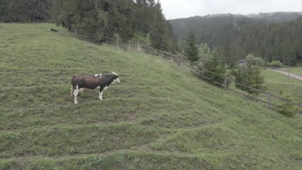 Une vache dans les montagnes. Au ralenti. Carpates. Ukraine. Aérien. Gris, plat 