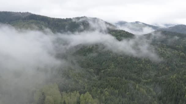 Mgła w górach. Zwolnij trochę. Karpackie góry. Ukraina. Z powietrza. Szary, płaski — Wideo stockowe