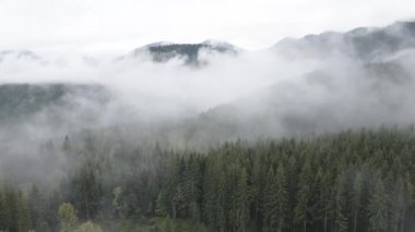 Dağlarda sis var. Ağır çekim. Karpat Dağları. Ukrayna. Havadan. Gri, düz