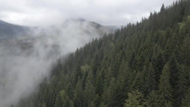 Dağlarda sis var. Ağır çekim. Karpat Dağları. Ukrayna. Havadan. Gri, düz