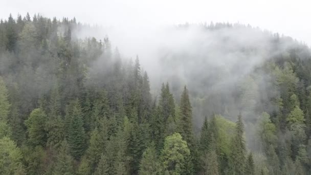 Niebla en las montañas. En cámara lenta. Montañas Cárpatas. Ucrania. Aérea. Gris, plano — Vídeos de Stock