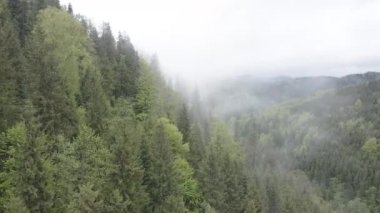 Dağlarda sis var. Ağır çekim. Karpat Dağları. Ukrayna. Havadan. Gri, düz