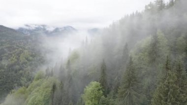 Dağlarda sis var. Ağır çekim. Karpat Dağları. Ukrayna. Havadan. Gri, düz