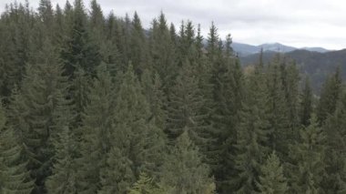Spruce Ormanı. Ağır çekim. Karpat Dağları. Ukrayna. Havadan. Gri, düz