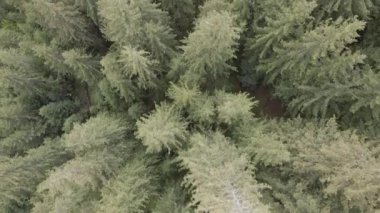 Spruce Ormanı. Ağır çekim. Karpat Dağları. Ukrayna. Havadan. Gri, düz