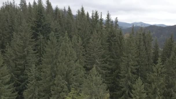 Spruce forest. Slow motion. Carpathian mountains. Ukraine. Aerial. Gray, flat — Stock Video