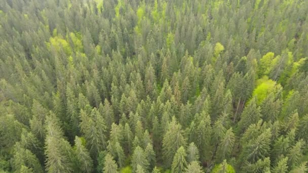 Bosque de abeto. En cámara lenta. Montañas Cárpatas. Ucrania. Aérea. Gris, plano — Vídeo de stock