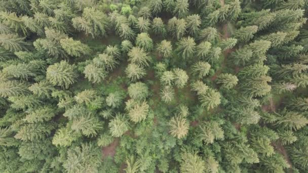 Forêt d'épinettes. Au ralenti. Les montagnes des Carpates. Ukraine. Aérien. Gris, plat 