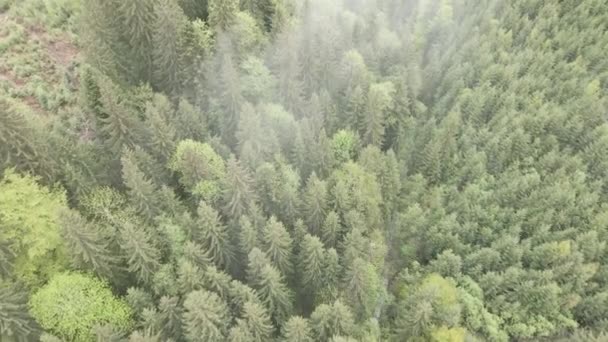 Forêt d'épinettes. Au ralenti. Les montagnes des Carpates. Ukraine. Aérien. Gris, plat 