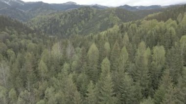 Spruce Ormanı. Ağır çekim. Karpat Dağları. Ukrayna. Havadan. Gri, düz