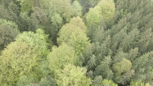 Forêt d'épinettes. Au ralenti. Les montagnes des Carpates. Ukraine. Aérien. Gris, plat 