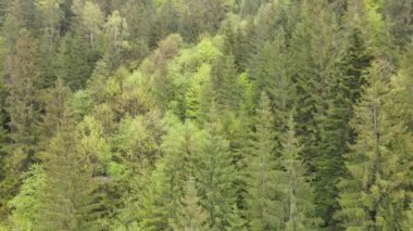 Spruce Ormanı. Ağır çekim. Karpat Dağları. Ukrayna. Havadan. Gri, düz