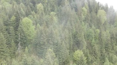 Spruce Ormanı. Ağır çekim. Karpat Dağları. Ukrayna. Havadan. Gri, düz