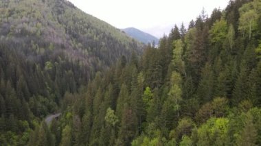 Spruce Ormanı. Ağır çekim. Karpat Dağları. Ukrayna. Havadan. Gri, düz