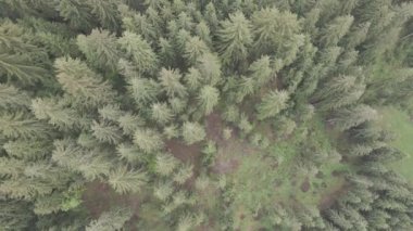 Spruce Ormanı. Ağır çekim. Karpat Dağları. Ukrayna. Havadan. Gri, düz