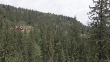 Spruce Ormanı. Ağır çekim. Karpat Dağları. Ukrayna. Havadan. Gri, düz