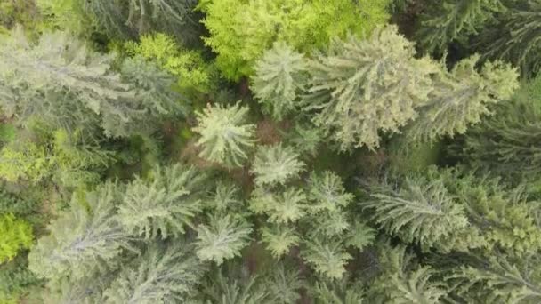 Forêt d'épinettes. Au ralenti. Les montagnes des Carpates. Ukraine. Aérien. Gris, plat 