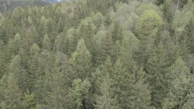 Spruce Ormanı. Ağır çekim. Karpat Dağları. Ukrayna. Havadan. Gri, düz