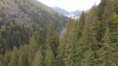 Spruce Ormanı. Ağır çekim. Karpat Dağları. Ukrayna. Havadan. Gri, düz