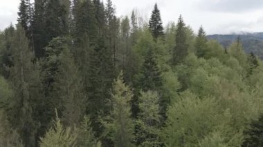 Spruce Ormanı. Ağır çekim. Karpat Dağları. Ukrayna. Havadan. Gri, düz