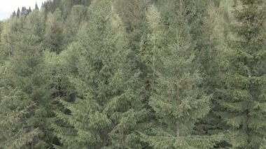 Spruce Ormanı. Ağır çekim. Karpat Dağları. Ukrayna. Havadan. Gri, düz