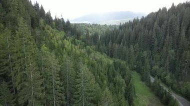 Spruce Ormanı. Ağır çekim. Karpat Dağları. Ukrayna. Havadan. Gri, düz