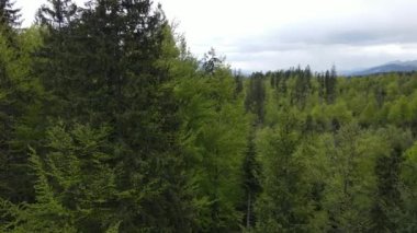 Spruce Ormanı. Ağır çekim. Karpat Dağları. Ukrayna. Havadan. Gri, düz