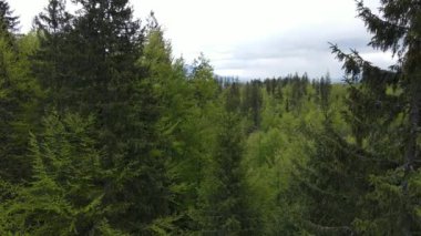 Spruce Ormanı. Ağır çekim. Karpat Dağları. Ukrayna. Havadan. Gri, düz