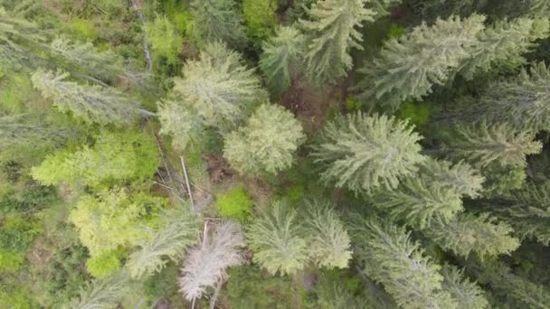 云杉森林。慢动作喀尔巴阡山乌克兰。空中。灰色，平坦 — 图库视频影像