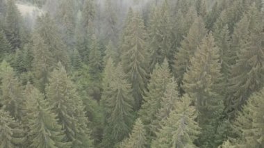 Spruce Ormanı. Ağır çekim. Karpat Dağları. Ukrayna. Havadan. Gri, düz