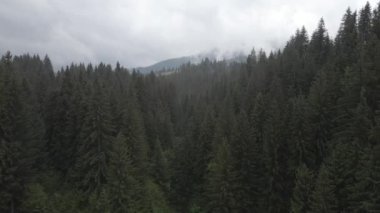 Spruce Ormanı. Ağır çekim. Karpat Dağları. Ukrayna. Havadan. Gri, düz