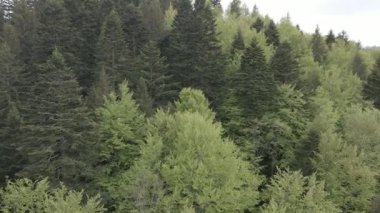 Spruce Ormanı. Ağır çekim. Karpat Dağları. Ukrayna. Havadan. Gri, düz