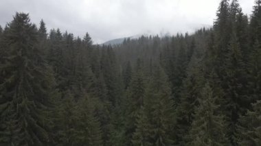 Spruce Ormanı. Ağır çekim. Karpat Dağları. Ukrayna. Havadan. Gri, düz