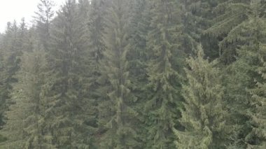 Spruce Ormanı. Ağır çekim. Karpat Dağları. Ukrayna. Havadan. Gri, düz