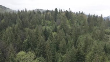 Spruce Ormanı. Ağır çekim. Karpat Dağları. Ukrayna. Havadan. Gri, düz